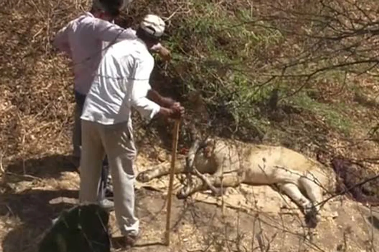 Canine Distemper Virus behind deaths of some lions in Gir