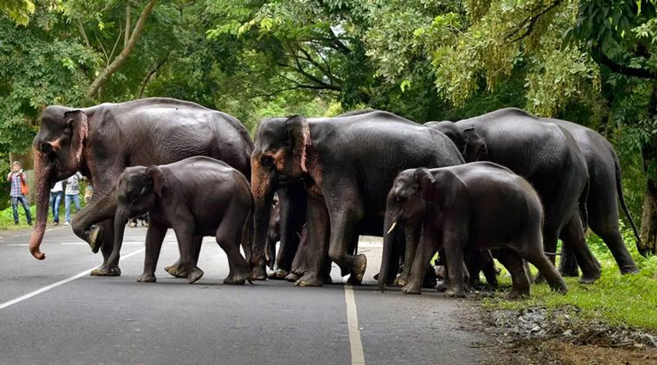 Elephant Conservation Networks Formed to Reduce Man-Elephant Conflict in Assam