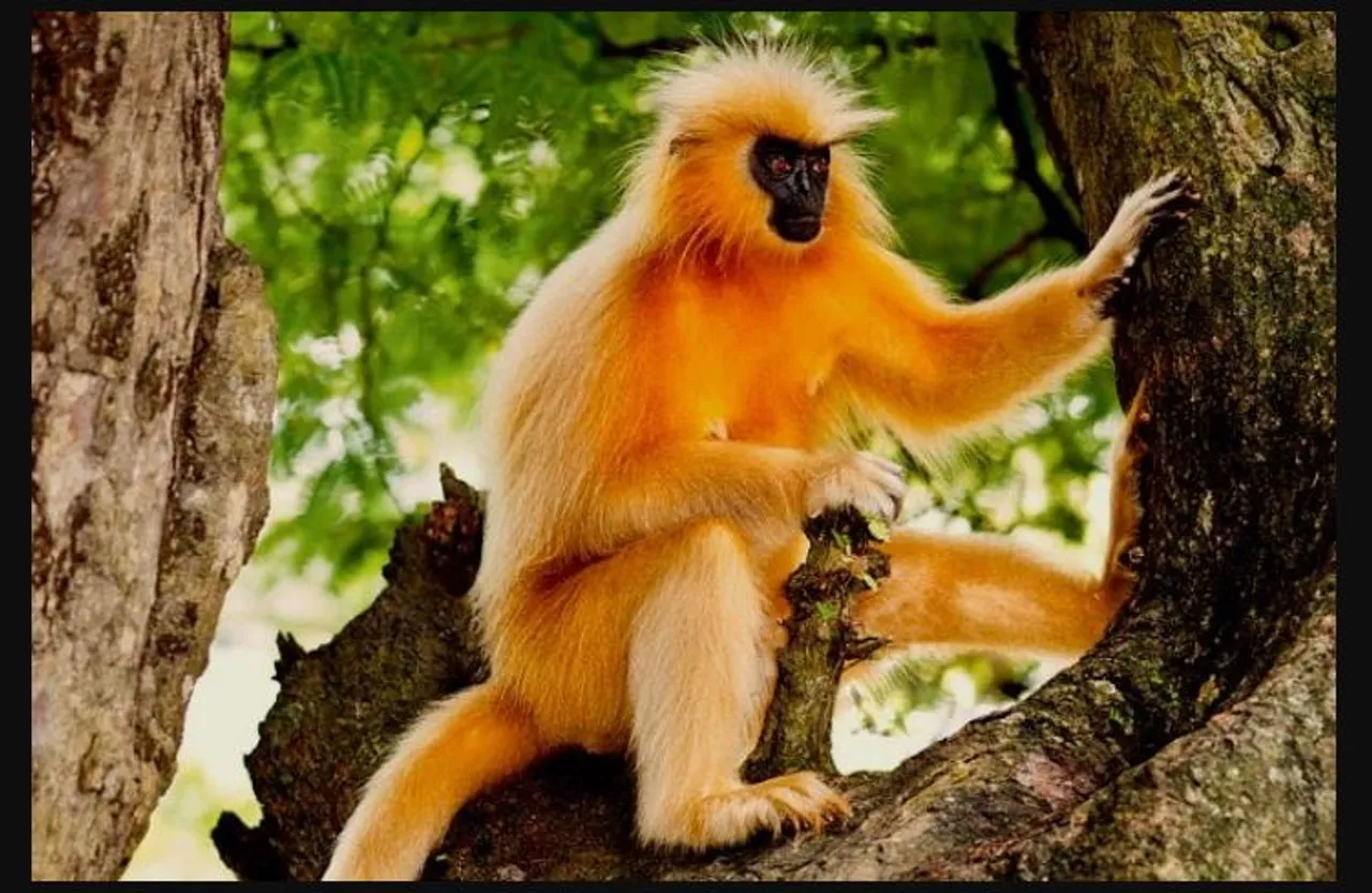 At last! Endangered Assam golden langurs to be conserved