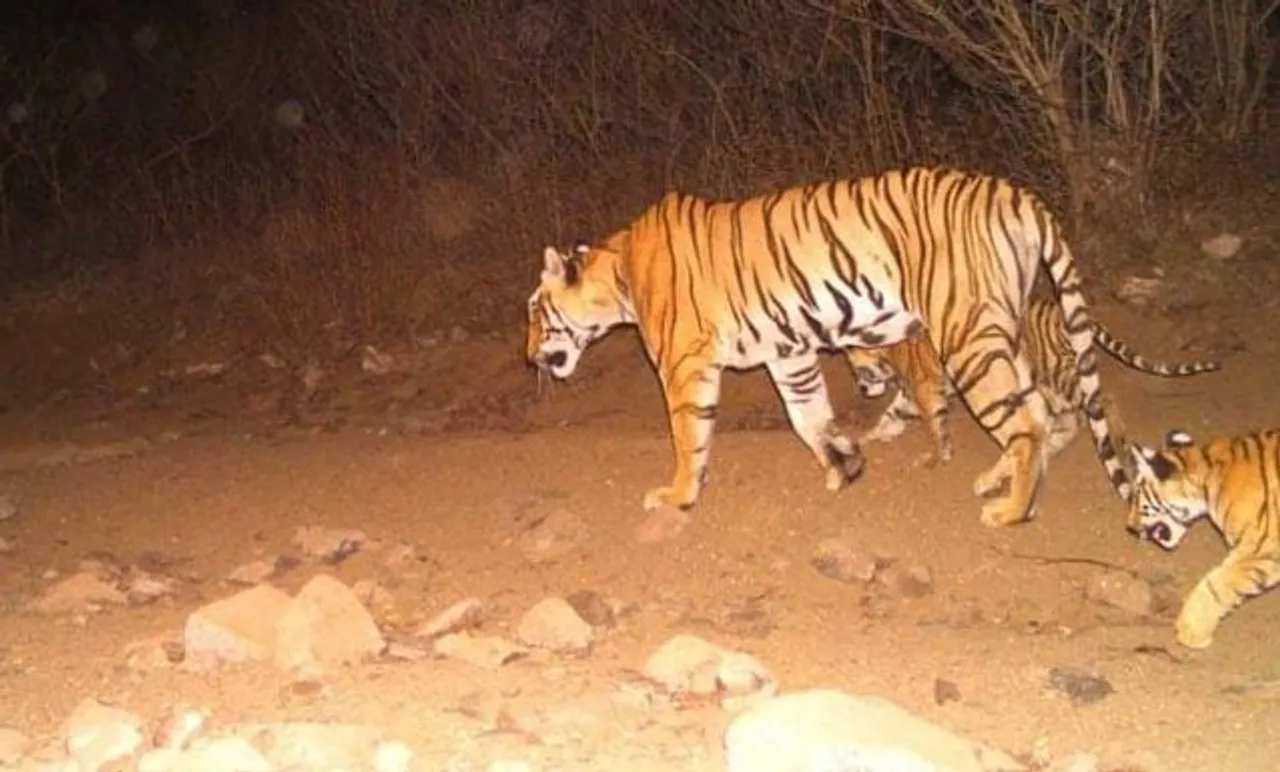 Tigress Avni shot dead