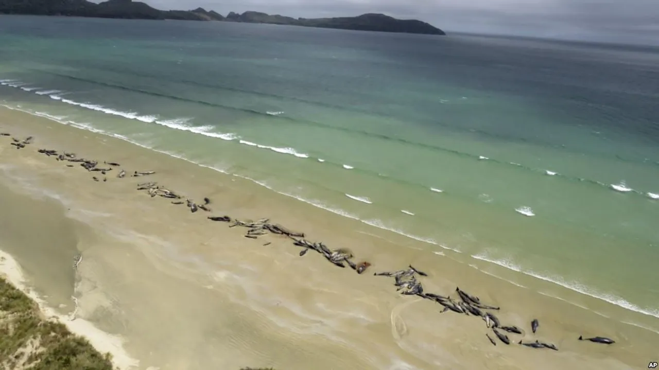 145 pilot whales die after stranding off New Zealand coast