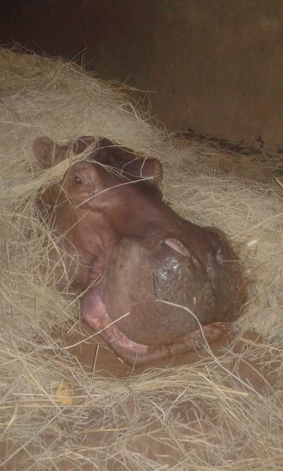 Oldest hippo dies at Assam Zoo