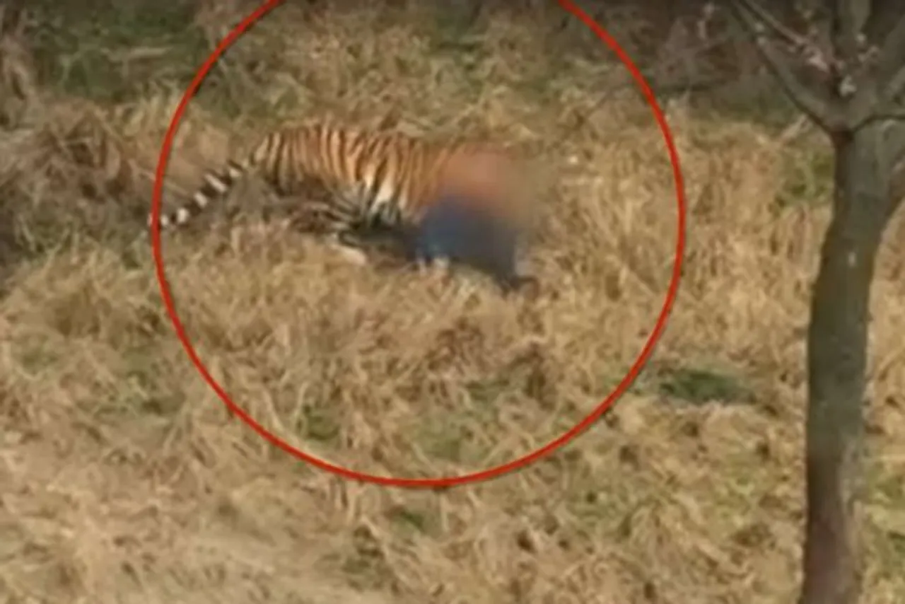 Man killed in ‘Tiger Attack’ in Dhekiajuli