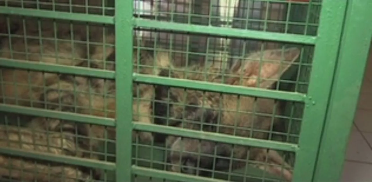 New guest of Assam Zoo sick !