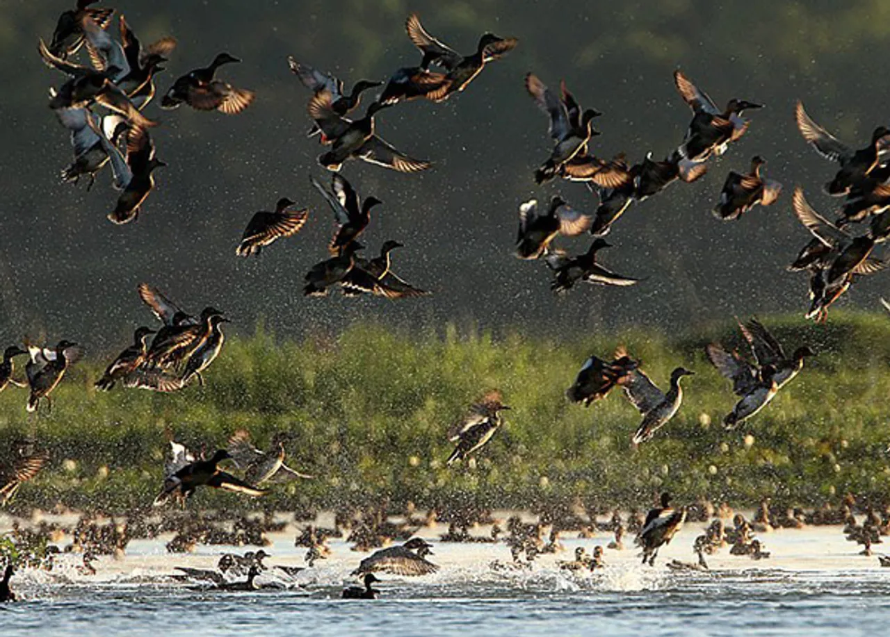 Kaziranga National Park starts water-bird census exercise