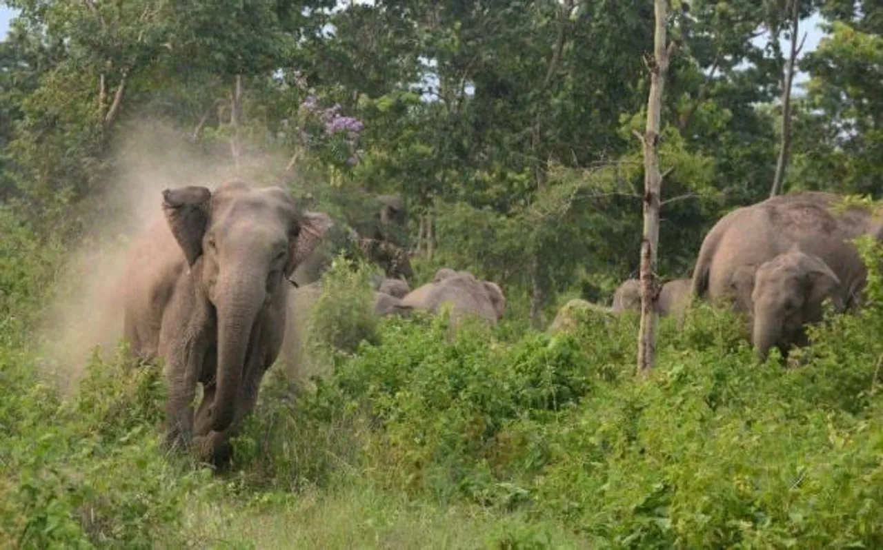 Wild Jumbos kills four in Karbi Anglong