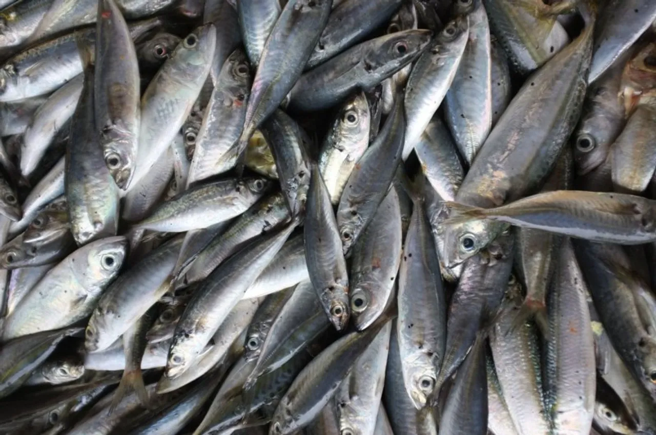 Directorate of Fisheries selling fish in Guwahati