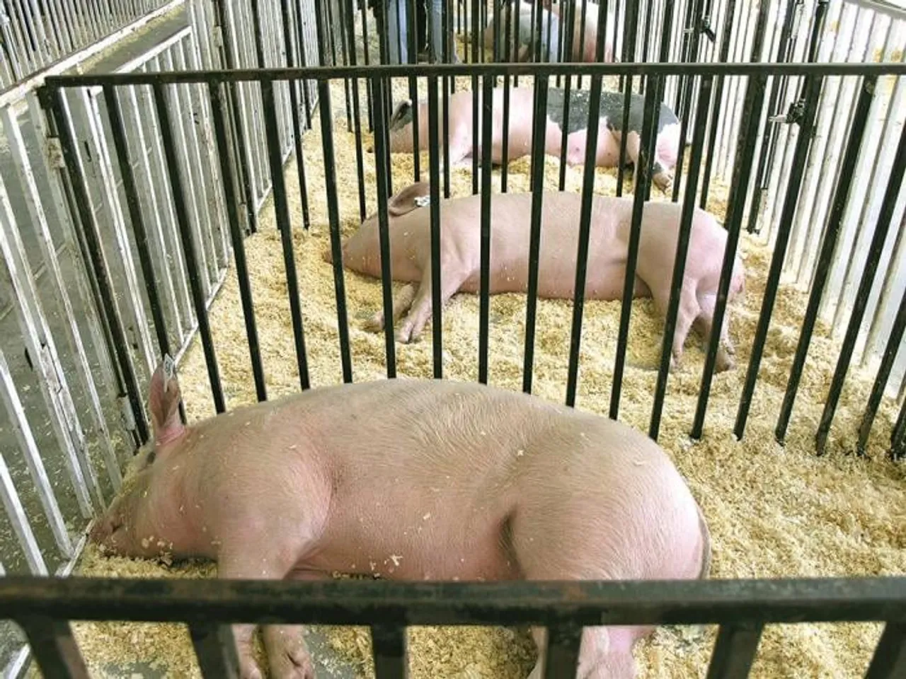 Swine Flu outbreak: Mizoram bans pigs import