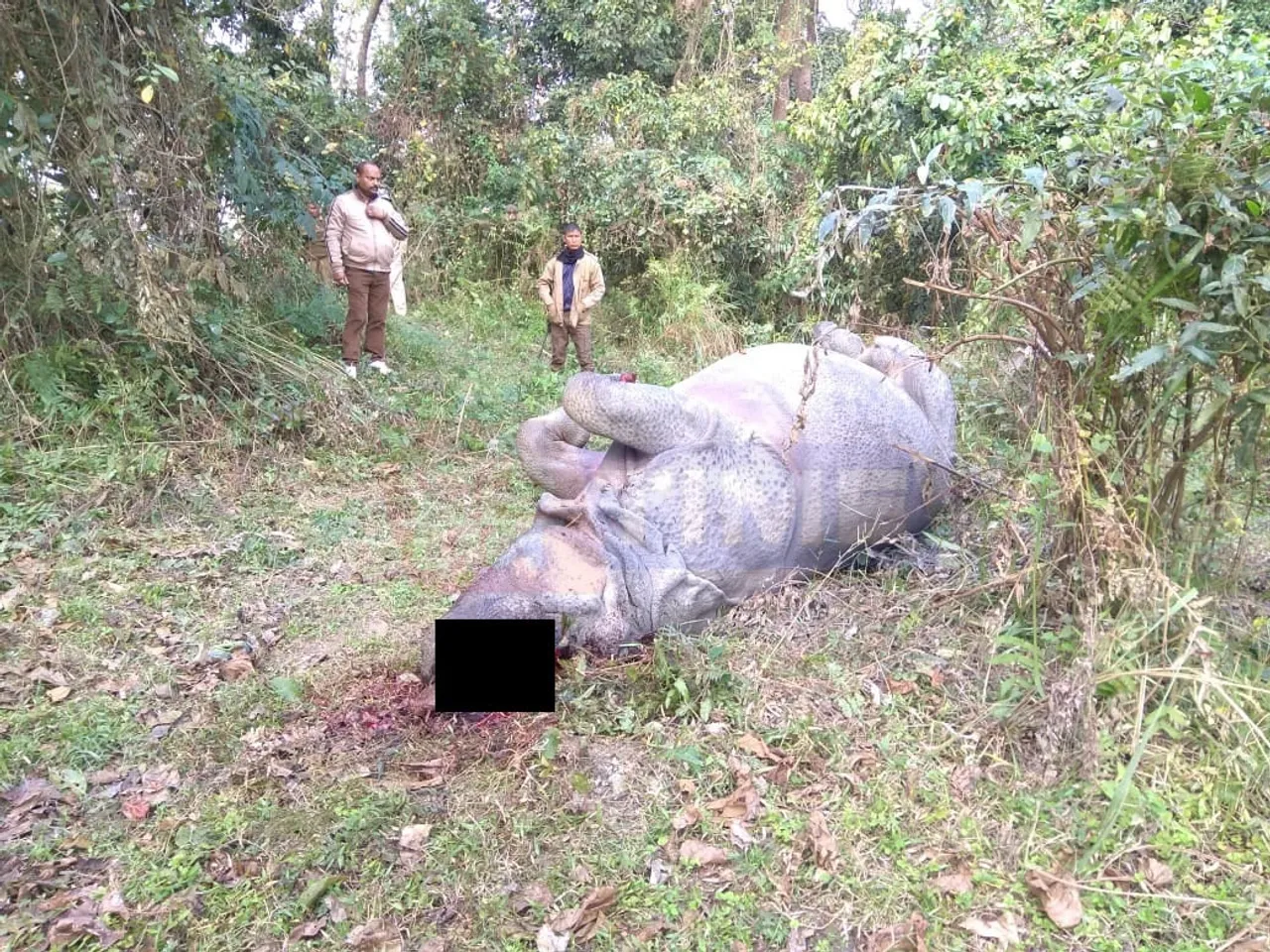 Rhino Killed In Kaziranga, Horn Taken Away