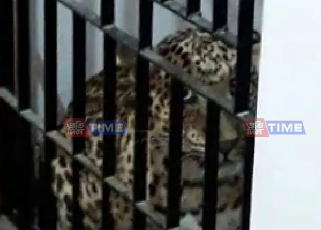 Leopard attacks woman in Guwahati