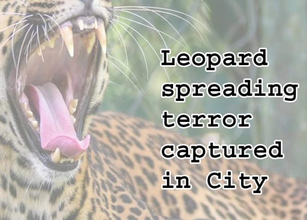 Leopard spreading terror captured in City