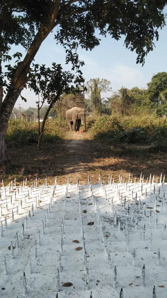 Army puts iron spike in elephant pathway, gets flak