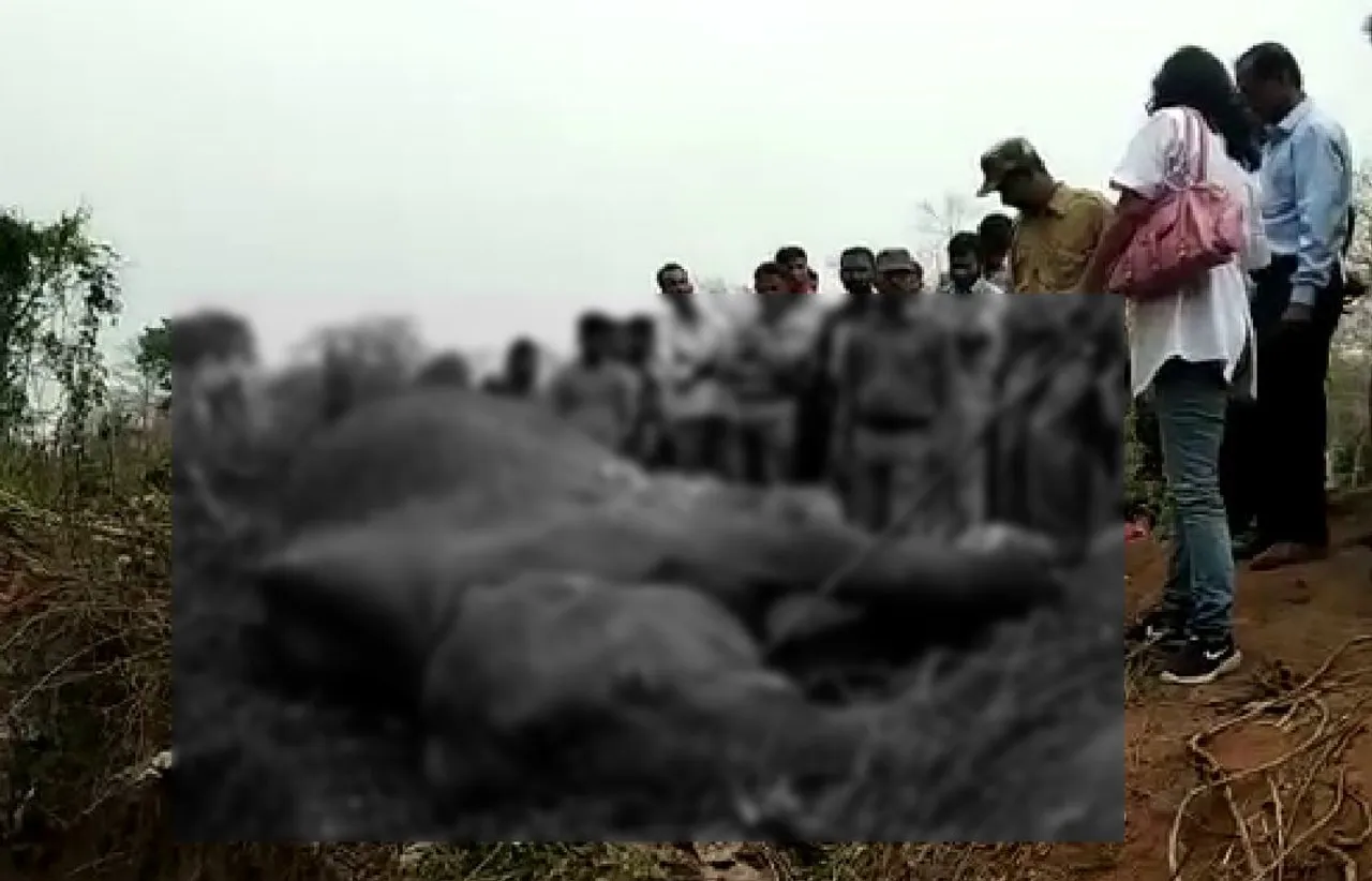 Elephant Mowed Down By Train In Lumding