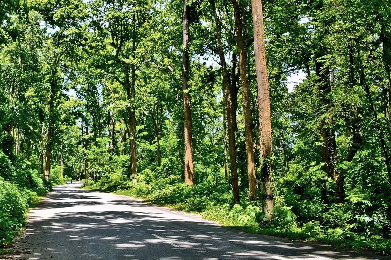 Court removes Assam forest top boss
