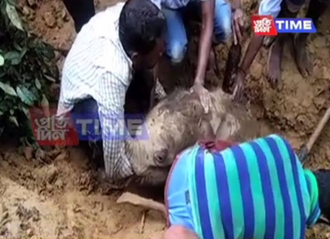 Elephant calf rescued in Numaligarh