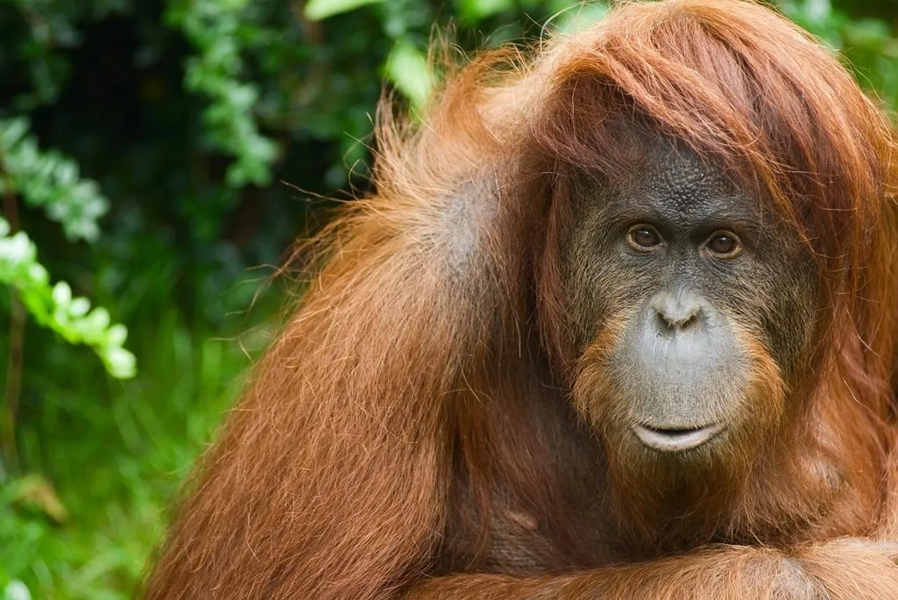India’s lone Orangutan dies in Odisha