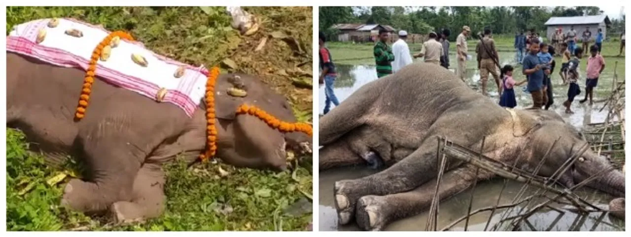 Injured Elephant Died in Rani; another Electrocuted by Live Wire in Kaziranga