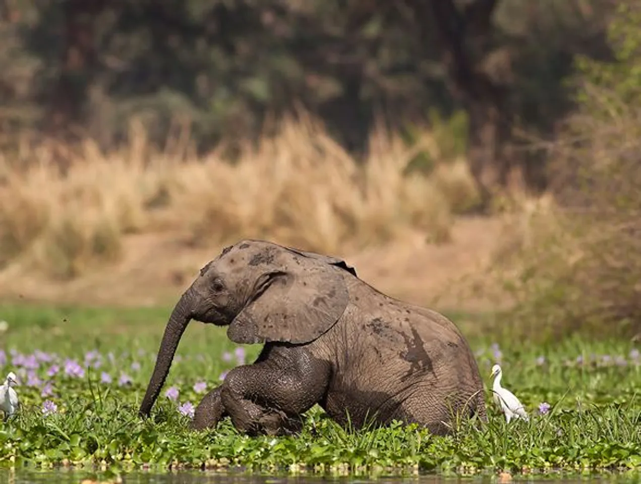 DEEPOR BEEL | Elephant calf stuck in mud pit