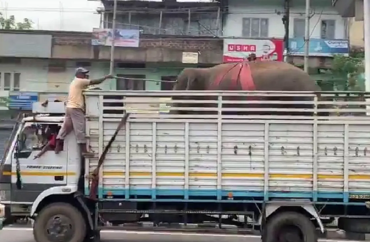 Bye Bye gentle giant…