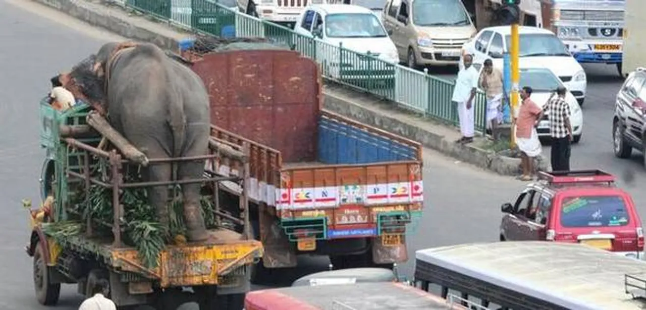 2003-15 | Assam Transported 320 Elephants!