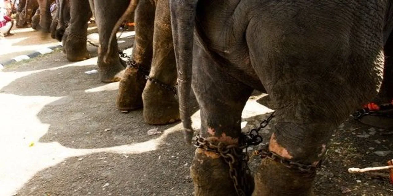 The pain of a temple elephant