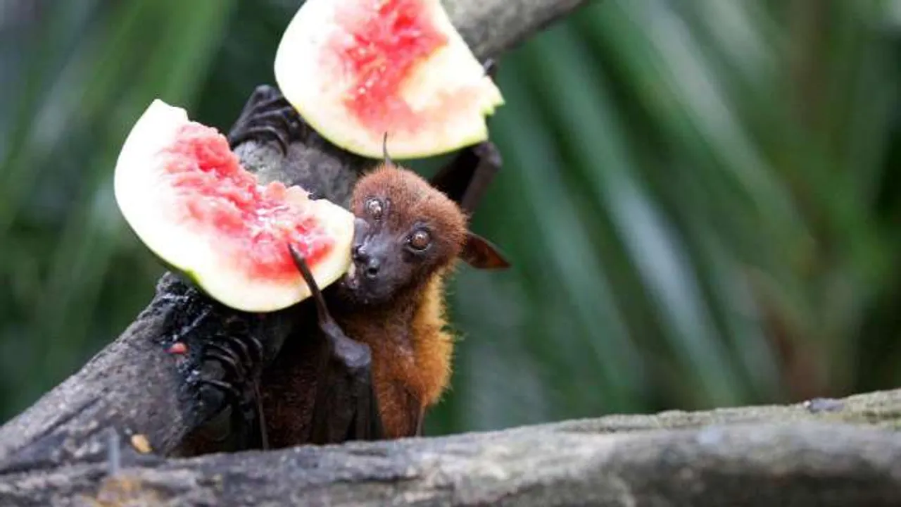 Nipah virus returns to Kerala!