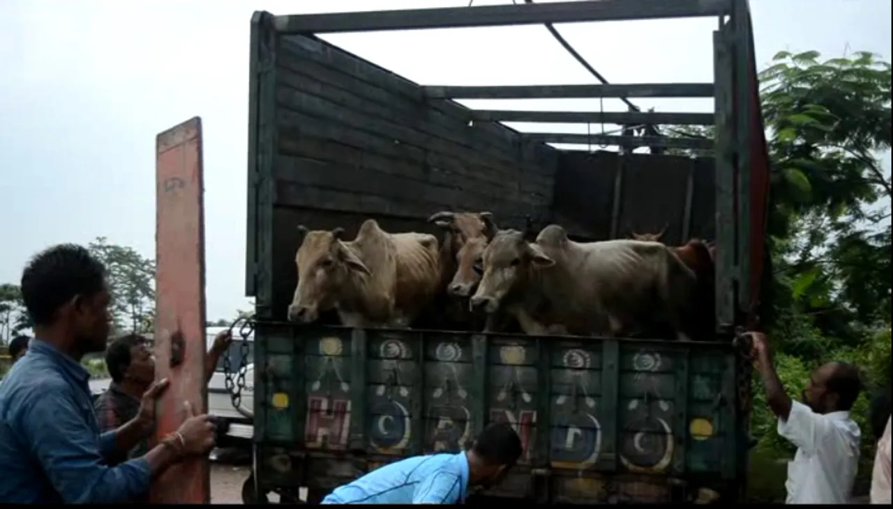 Cattle Laden Truck Seized in Morigaon
