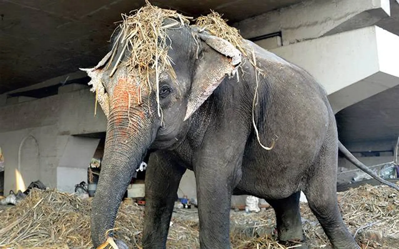 Assam Vets Oppose Transportation of Elephants