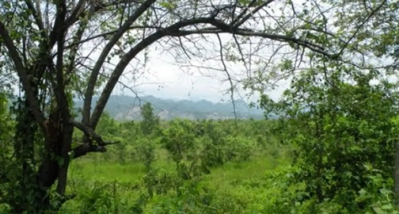 World Environment Day | Necessity of man-made forest in Assam