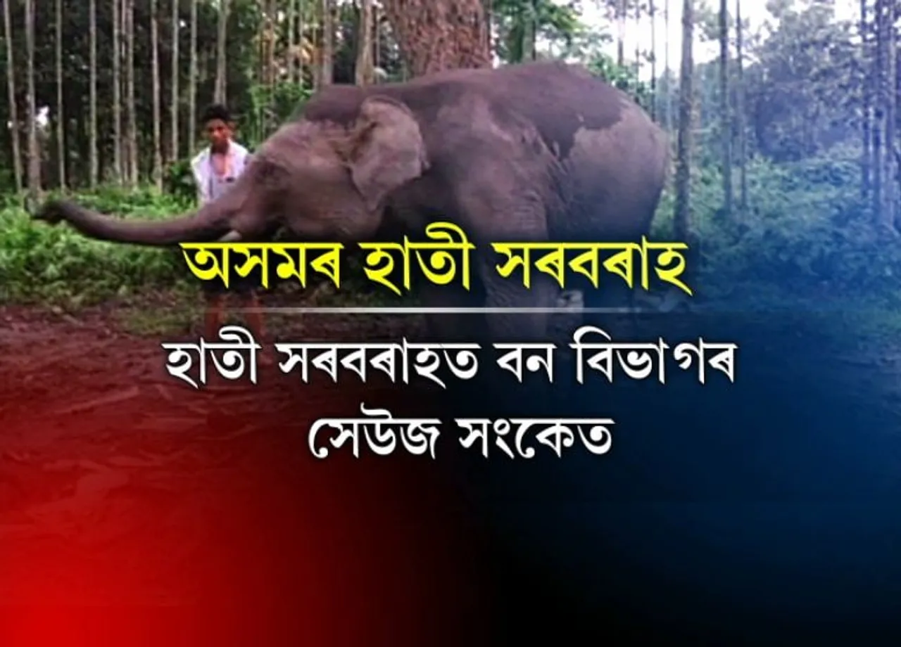 Four Assam elephants to be ‘transported’ to Gujarat