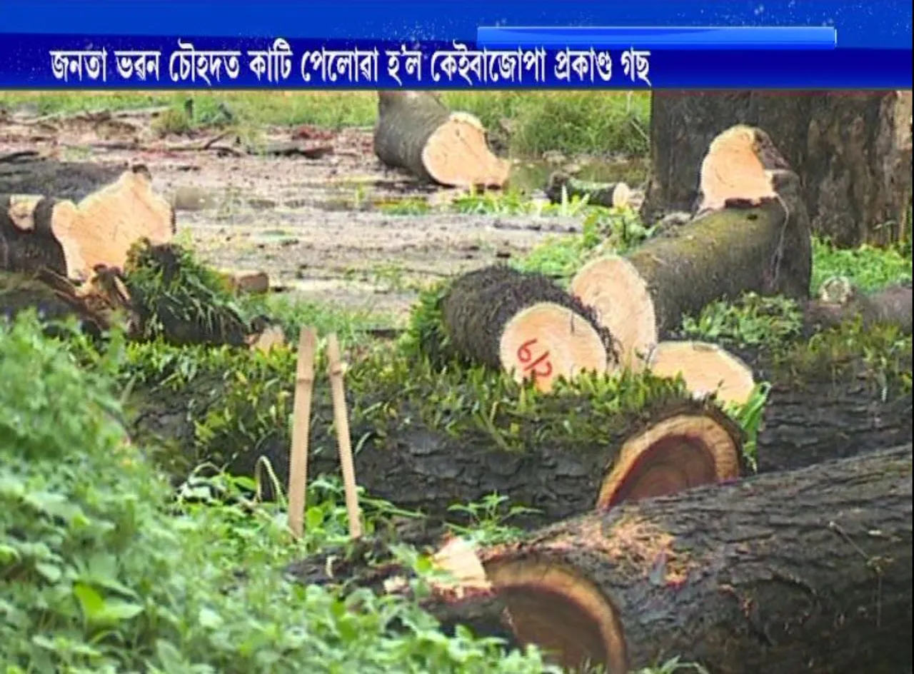 Green Assam! Trees Cut Down in Janata Bhawan