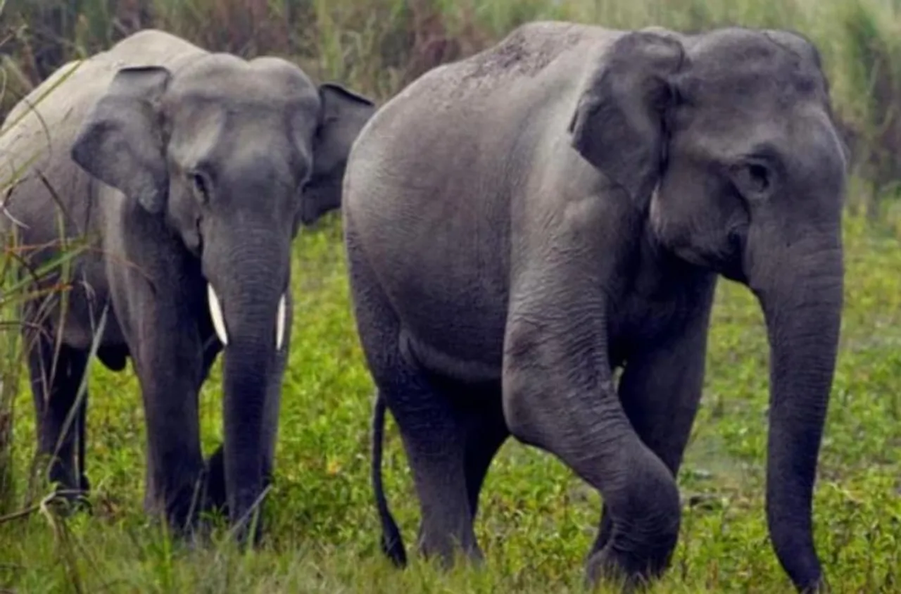 Railways not likely to move the elephants for now