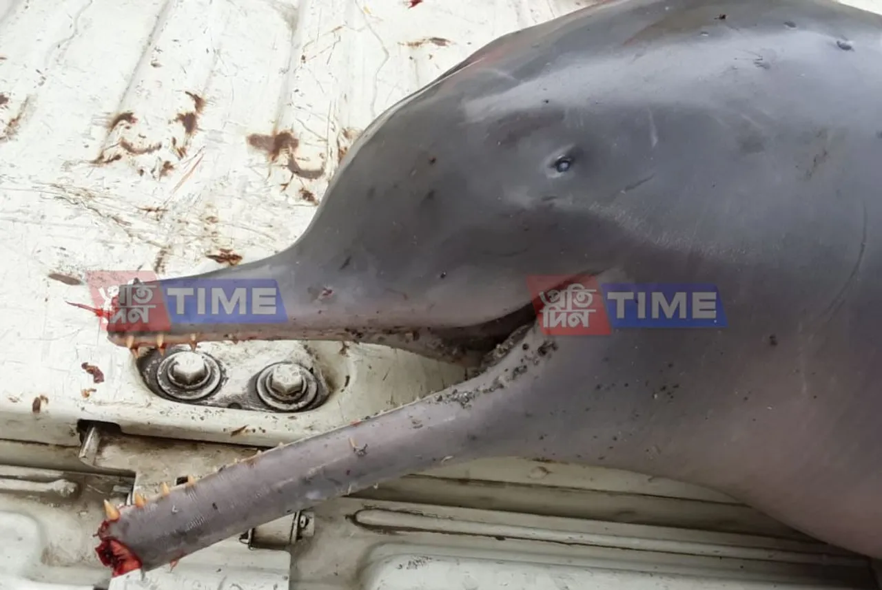 Bamboo rafts kill the rarest Dolphin