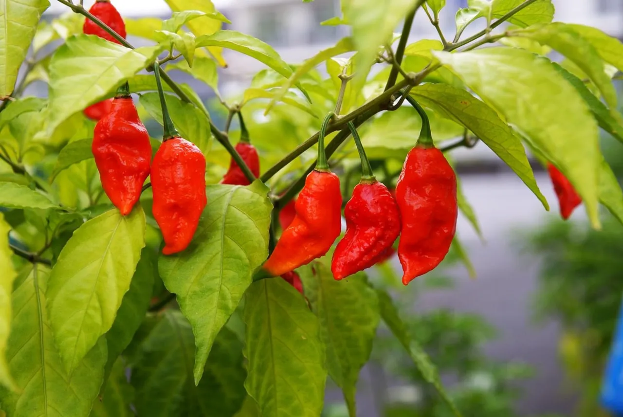 Bhut jolokia: Assam Police’s new weapon