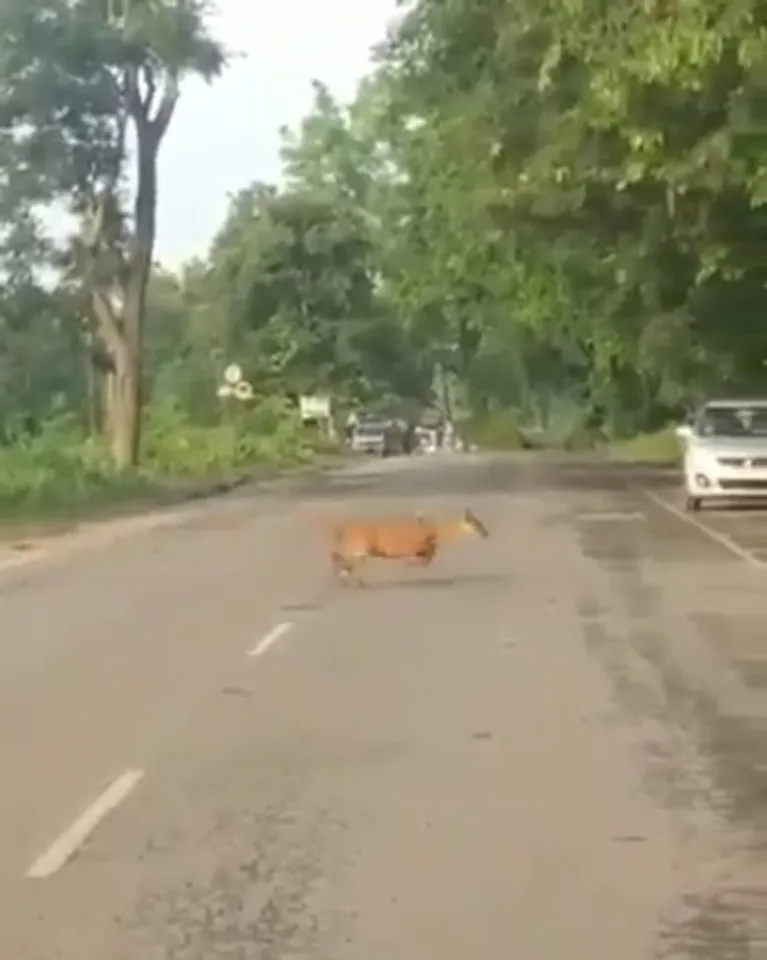 Assam Police Urge All To Drive Slow In KNP