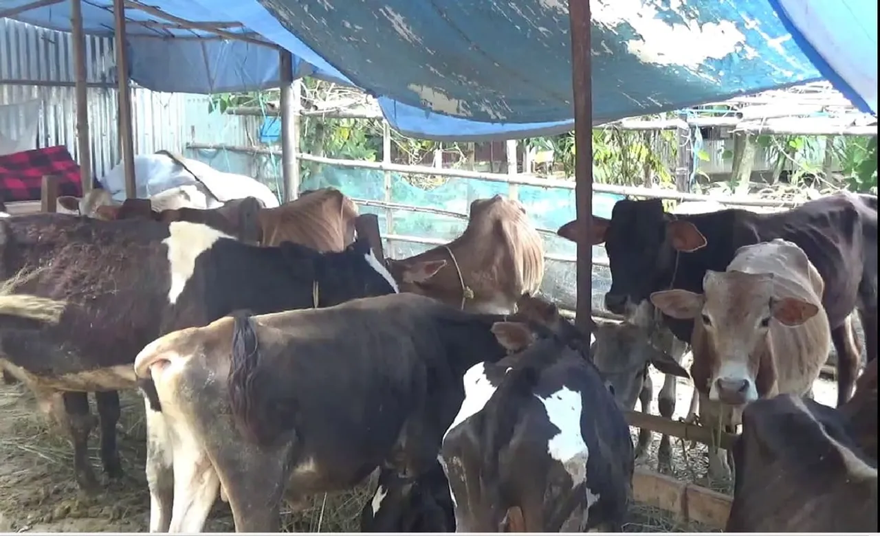 Cattle Syndicate Rising Unabated in Assam