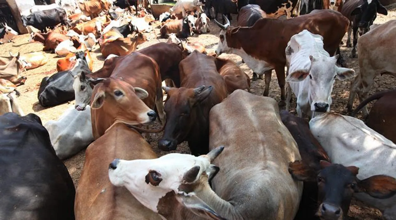 Suspected Cattle Lifter Beaten to Death