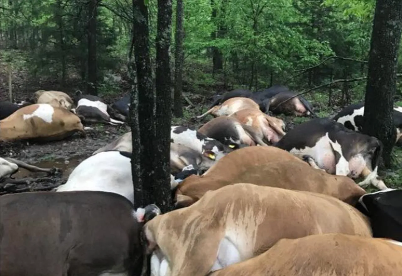 Lightning Kills 35 Cows in Prayagraj