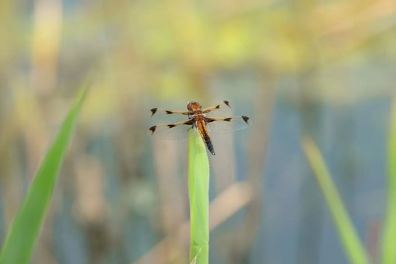 Endangered Dragonfly Spotted In China