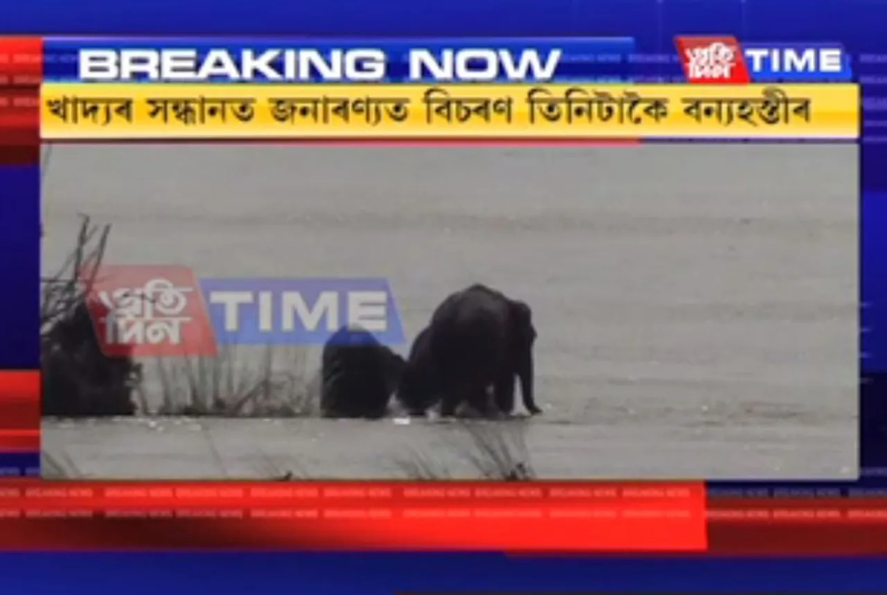Wild elephants roaming freely in Subansiri