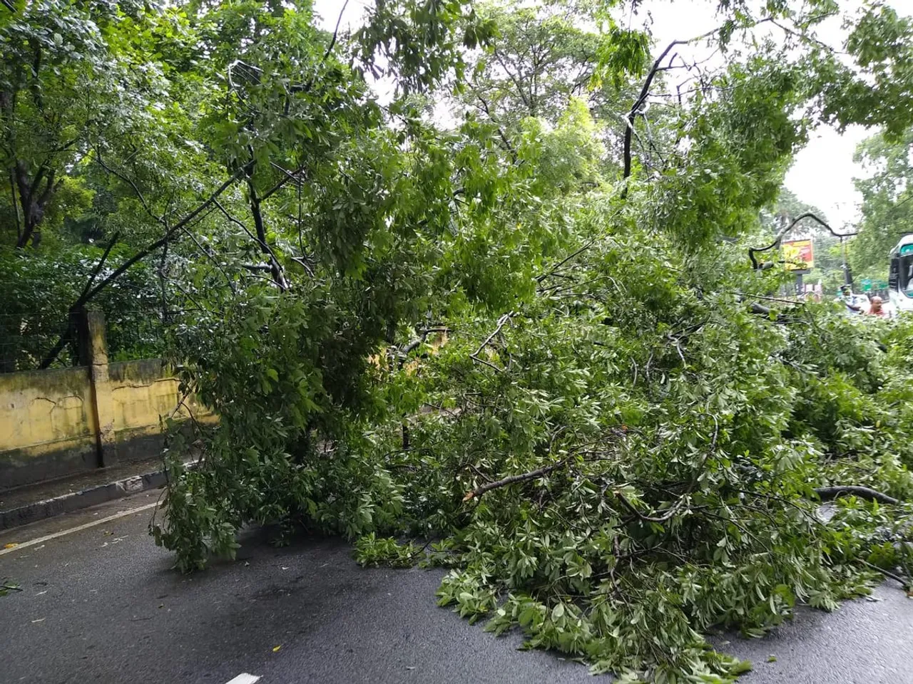 Trees Uprooted in Guwahati