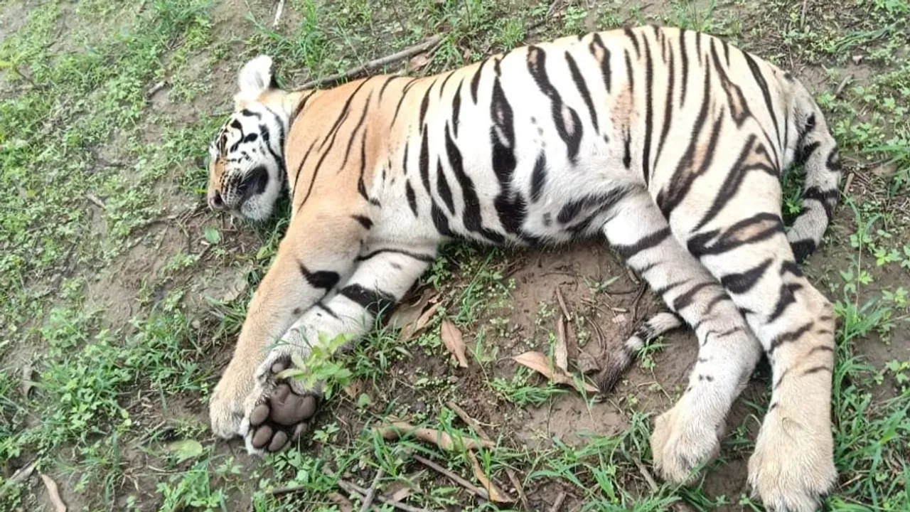 Tigress, Two Cubs Found Dead