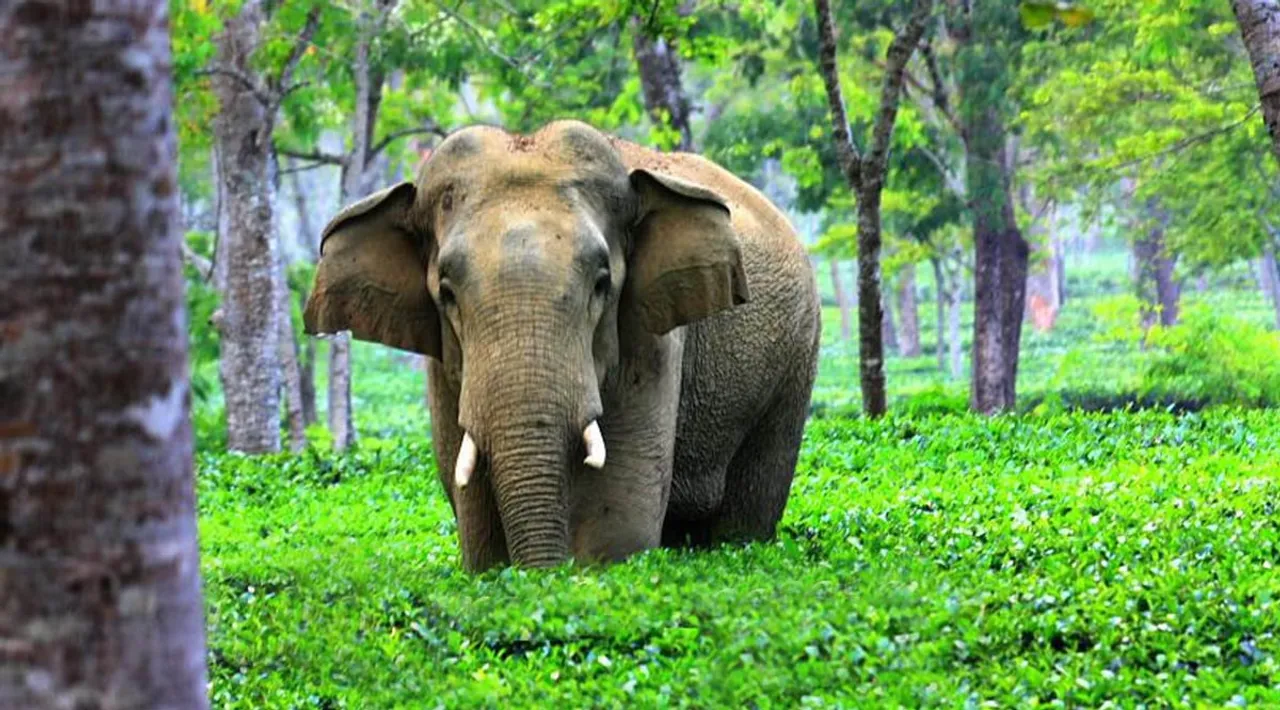 Jumbo Attacks Teen While Clicking Selfie