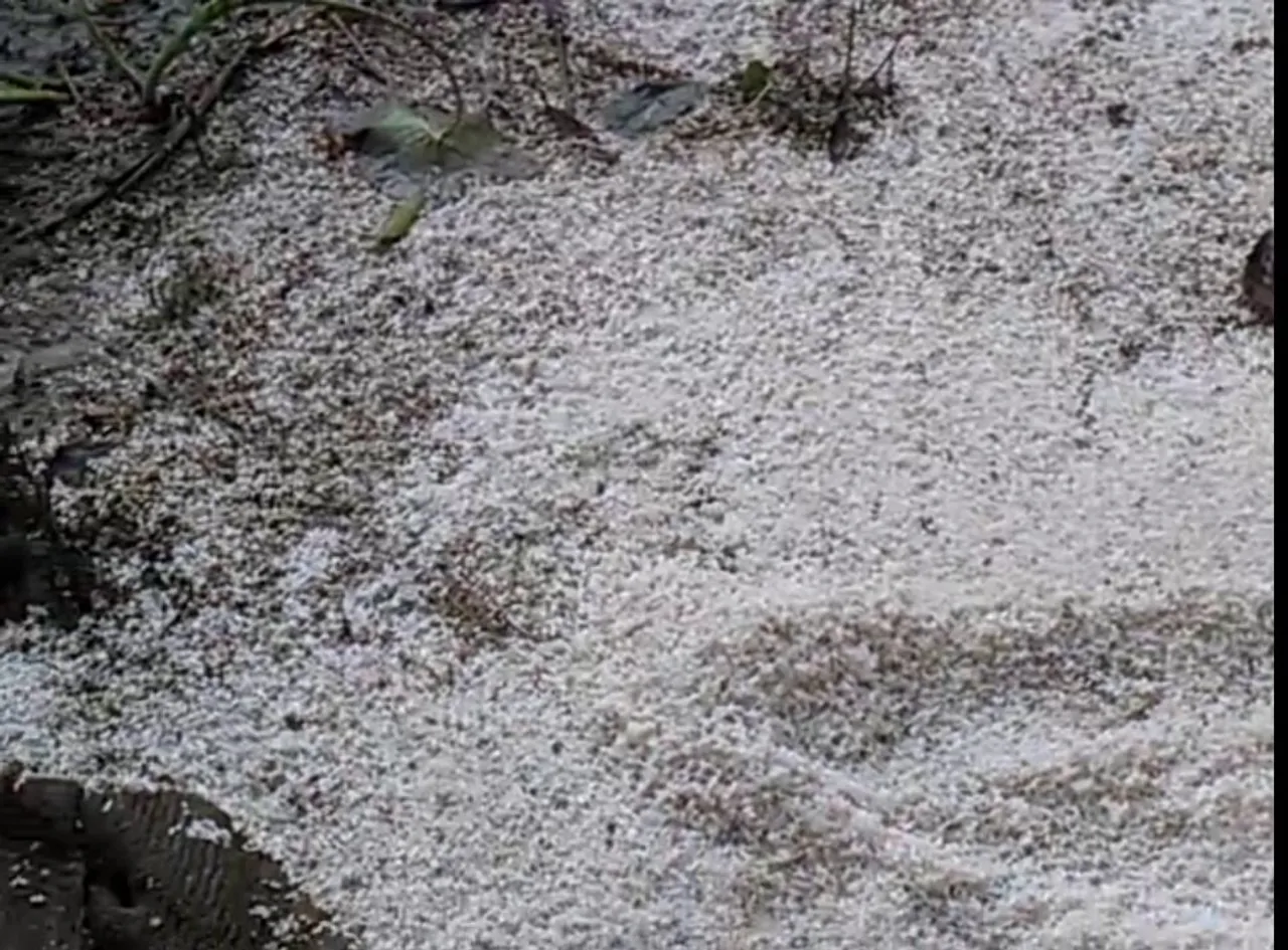 Rice Seized From Barpeta School