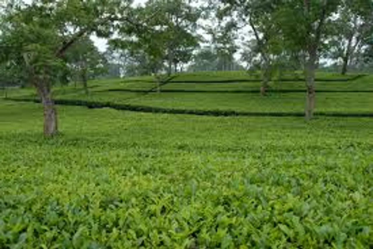 Assam MP urges amendment of Tea Acts to save tea industry