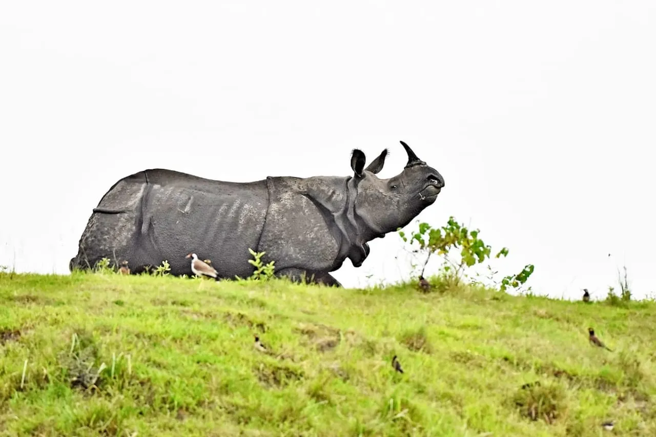 How Animals Coping with Floods at KNP! EXCLUSIVE