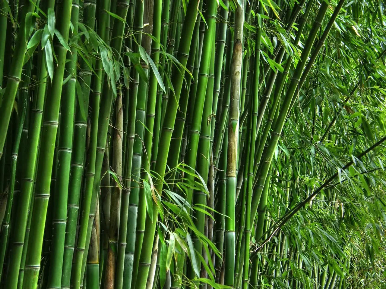 Good news for Bamboo Entrepreneurs!