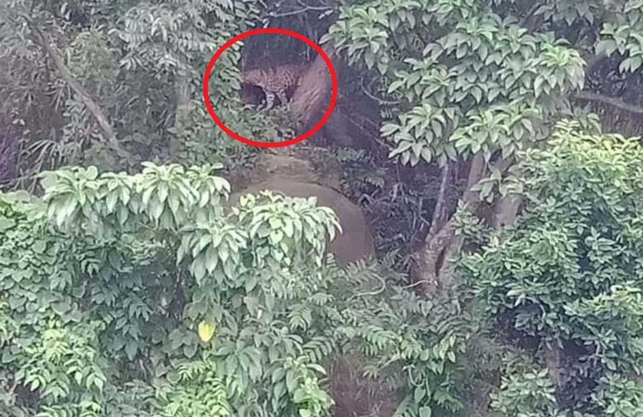 Leopard on the prowl in Guwahati’s Maligaon