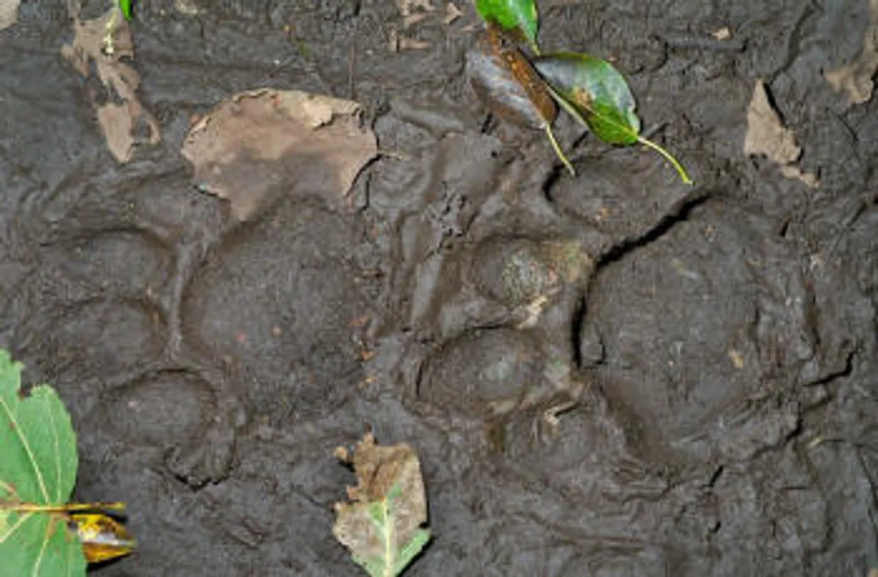Tigers terrorise Pathsala