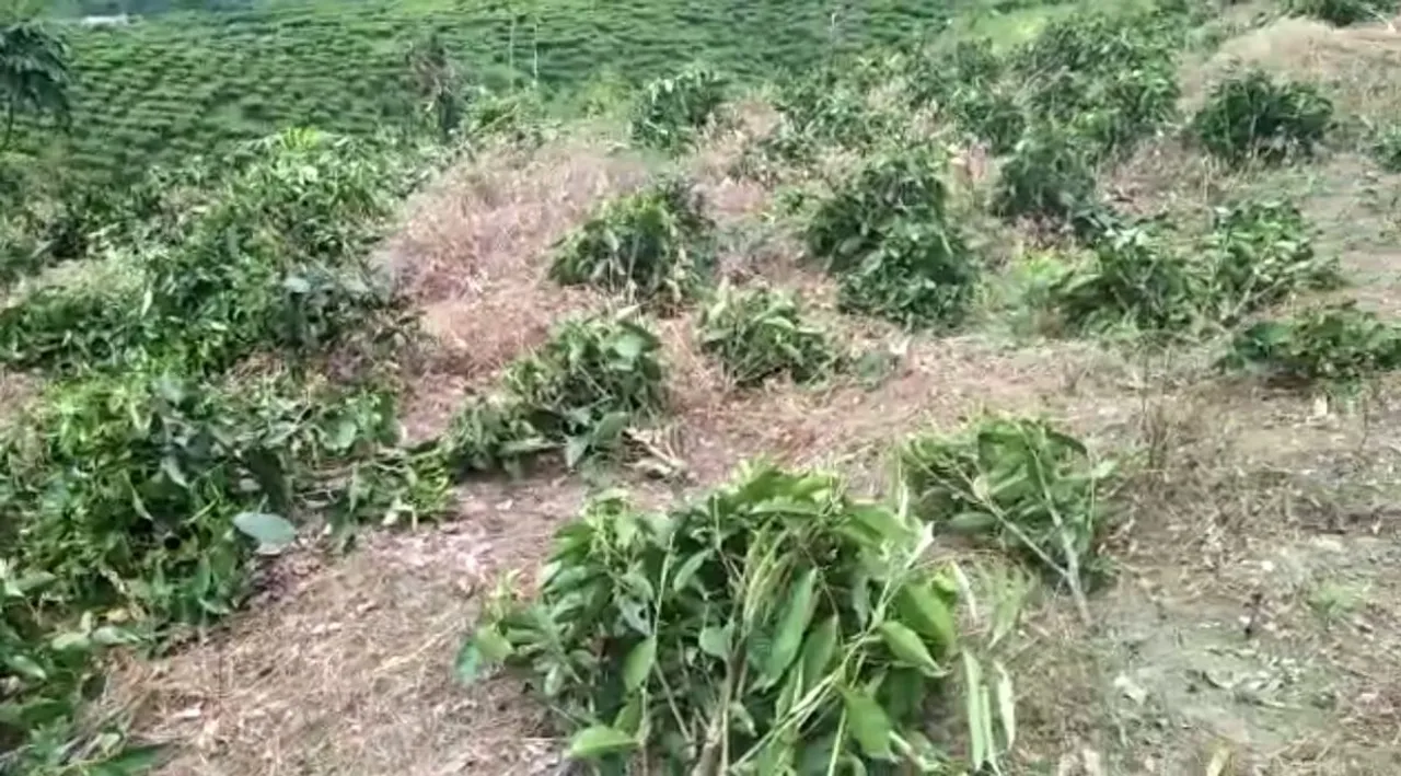 Naga miscreant creates terror in Nazira